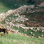 Sheep farming in New Zealand